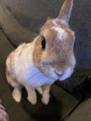 Gus Gus RABBIT