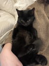 Boo KITTEN