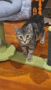 Leo KITTEN