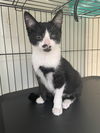 Tricycle KITTEN