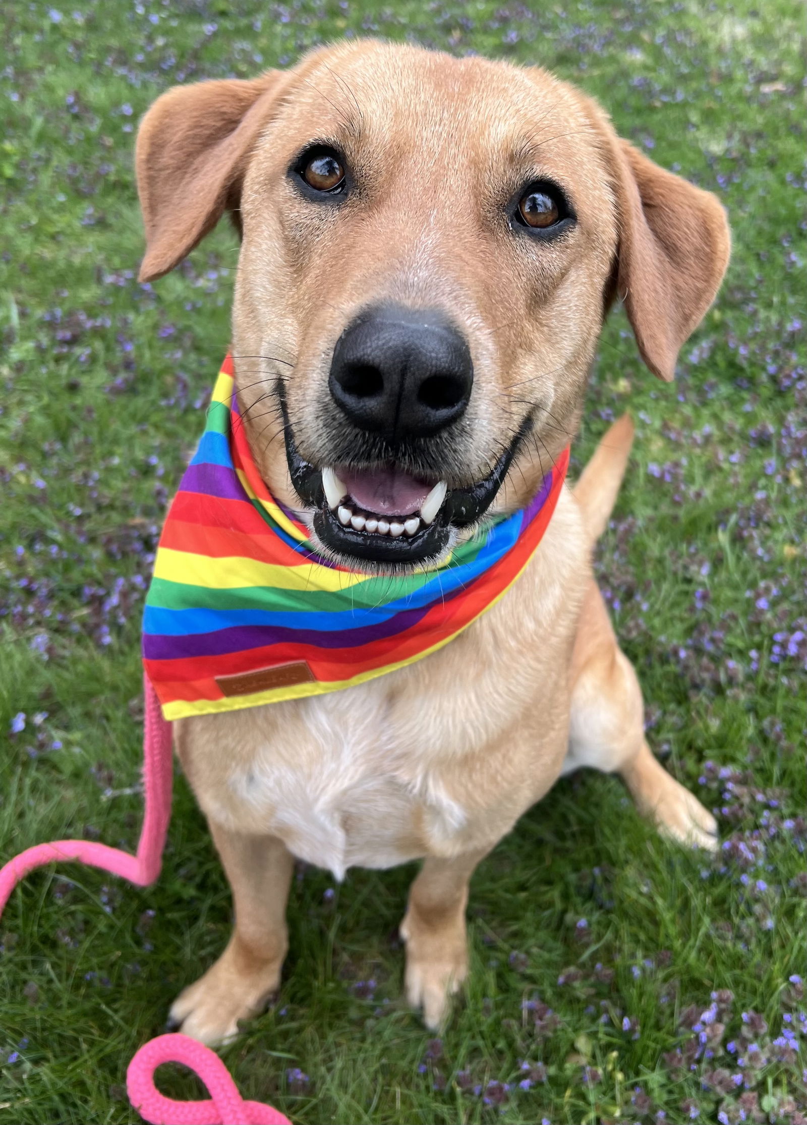 adoptable Dog in Rockaway, NJ named Oscar Lonestar