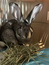 Sylvio RABBIT