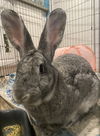Sylvio RABBIT