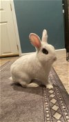 adoptable Rabbit in rockaway, NJ named Jupiter RABBIT