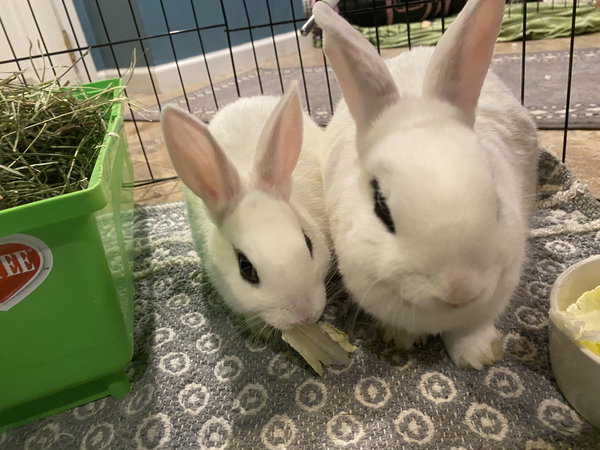 Jupiter RABBIT