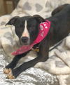 Gypsy Rose POCKET PITTIE Dixon