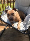 Gypsy Barnwell