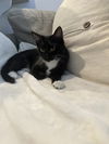 Jinx KITTEN