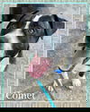 Comet Lizman