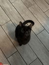 Eve KITTEN