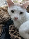 adoptable Cat in rockaway, NJ named Toast
