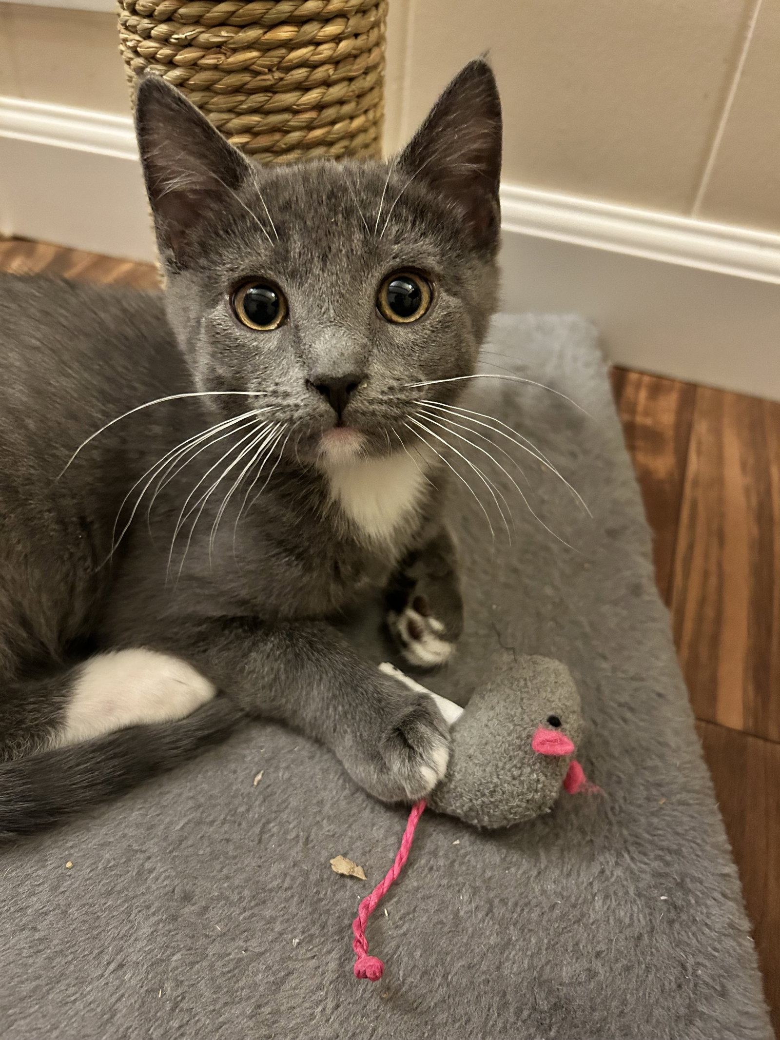 Cats for Adoption in East New York, New York Alpha Paw