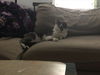 Spots