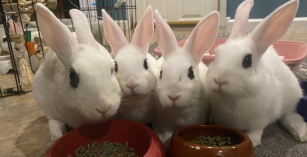 Luna's Comet Rabbit KIT