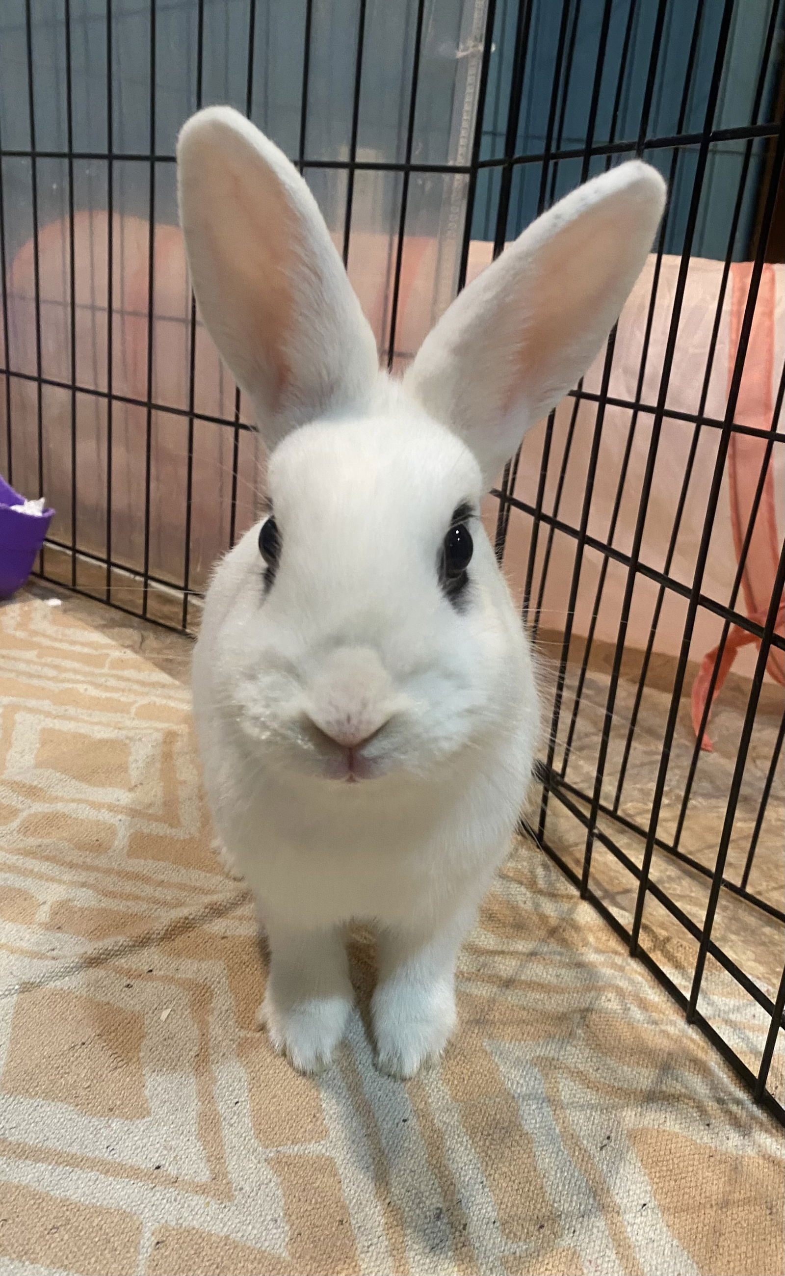 adoptable Rabbit in Rockaway, NJ named Luna's Comet Rabbit KIT