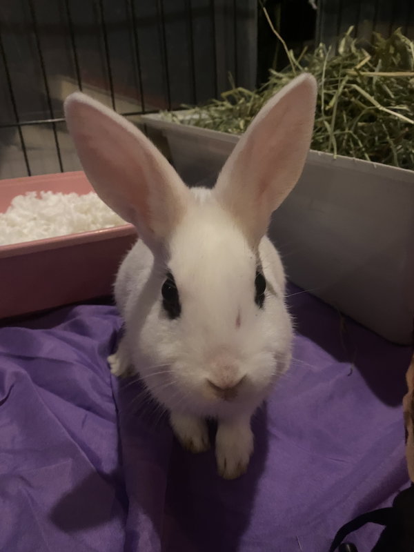 Luna's Mars Rabbit KIT