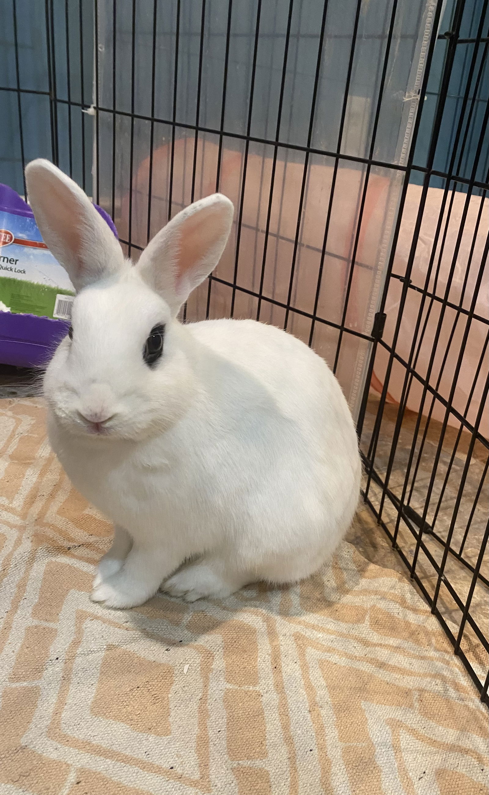 adoptable Rabbit in Rockaway, NJ named Luna's Mars Rabbit KIT