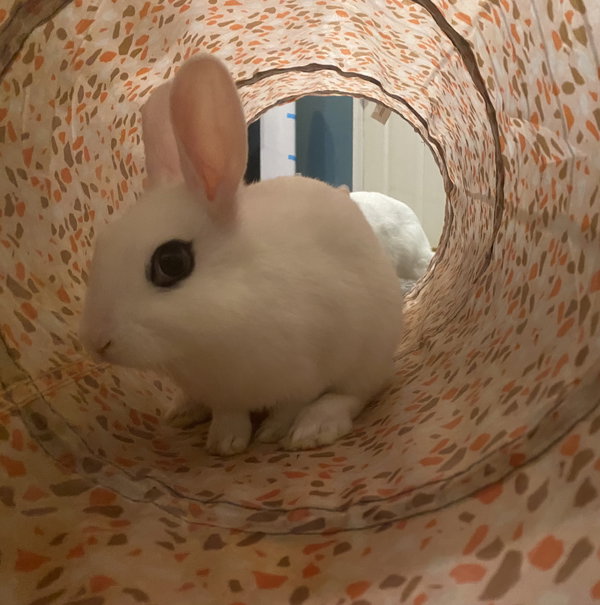 Luna's Pluto Rabbit KIT