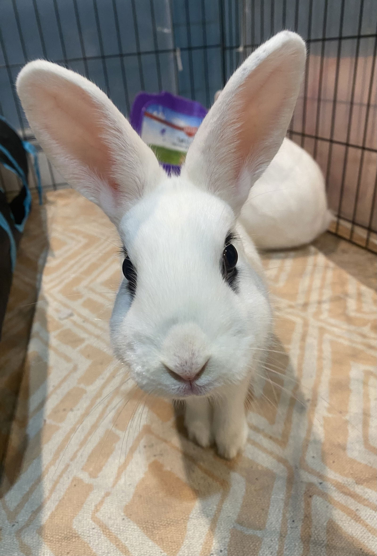 adoptable Rabbit in Rockaway, NJ named Luna's Pluto Rabbit KIT