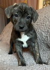 Shadow's Shenandoah SCAS