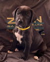 Shadow's Zion SCAS