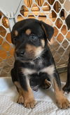 Shadow's Rocky SCAS
