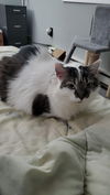 Pebbles