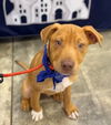 Otis Barkville
