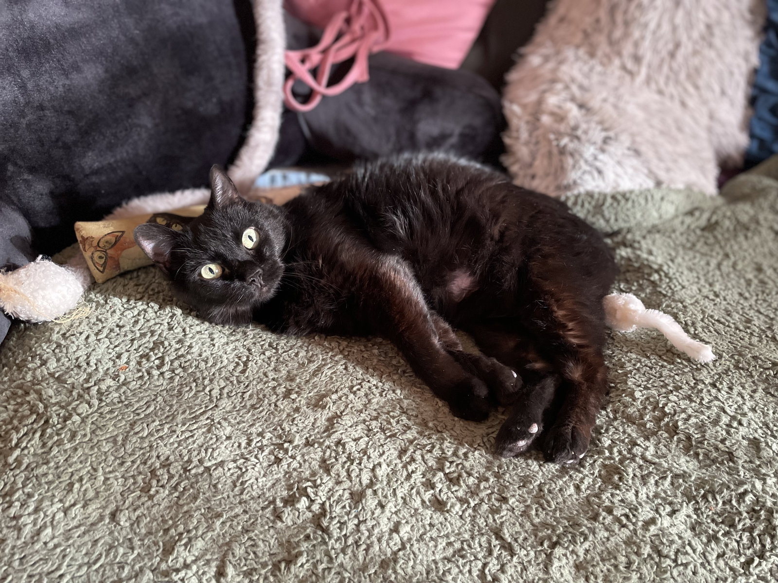 Cats for Adoption in Westfield, New Jersey Alpha Paw