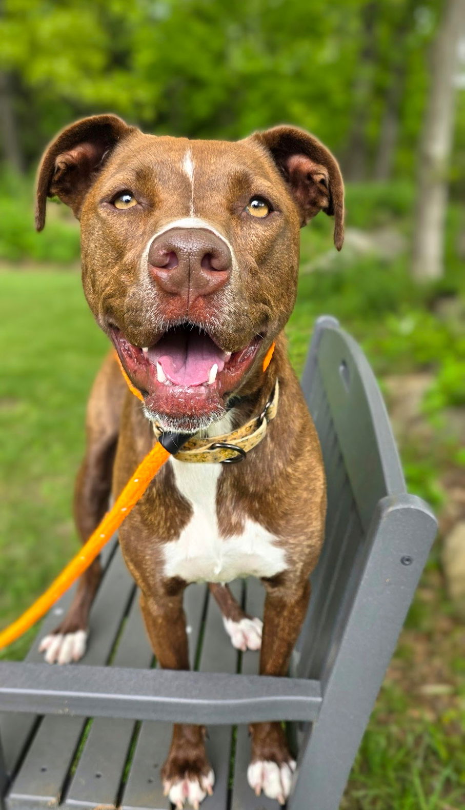adoptable Dog in Rockaway, NJ named Brock Lonestar