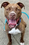 adoptable Dog in rockaway, NJ named Brock Lonestar