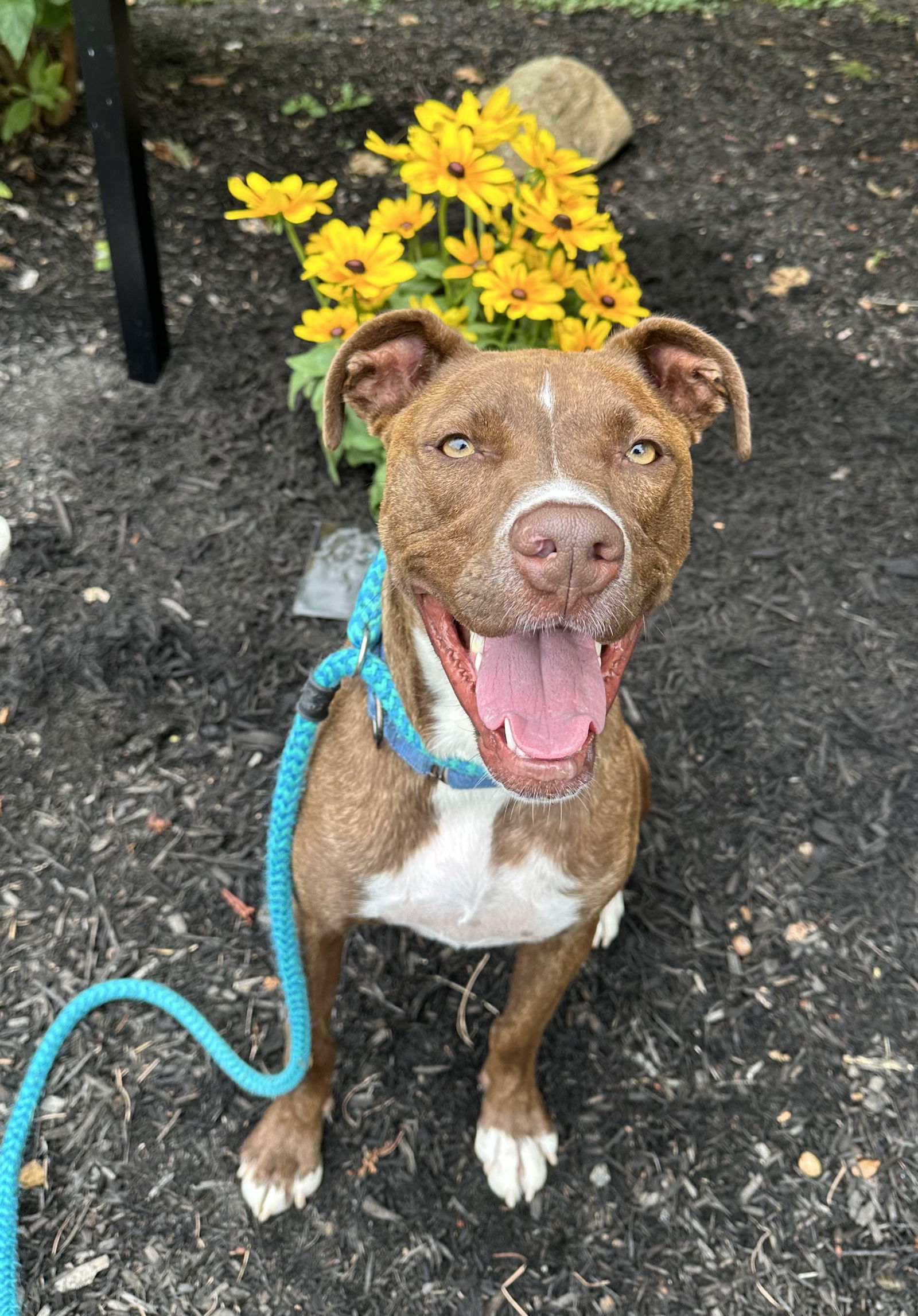 adoptable Dog in Rockaway, NJ named Brock Lonestar