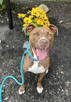 adoptable Dog in Rockaway, NJ named Brock Lonestar