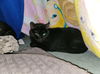 Lila
