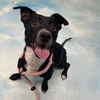 Zander GCH