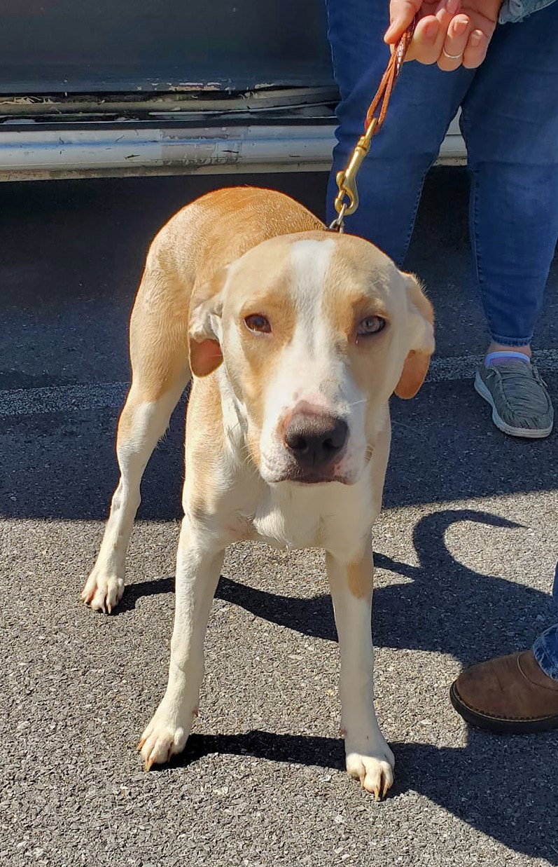 Dog for Adoption Marshall Steele, a Labrador Retriever in Kinnelon