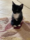 Elsie's Pansy KITTEN