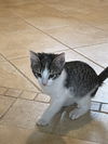 Elsie's Wally KITTEN
