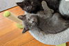 Angelica's Lillian KITTEN