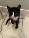 Melody's Coda KITTEN