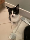 Melody's Harmony KITTEN