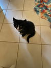 Melody's Soprano KITTEN