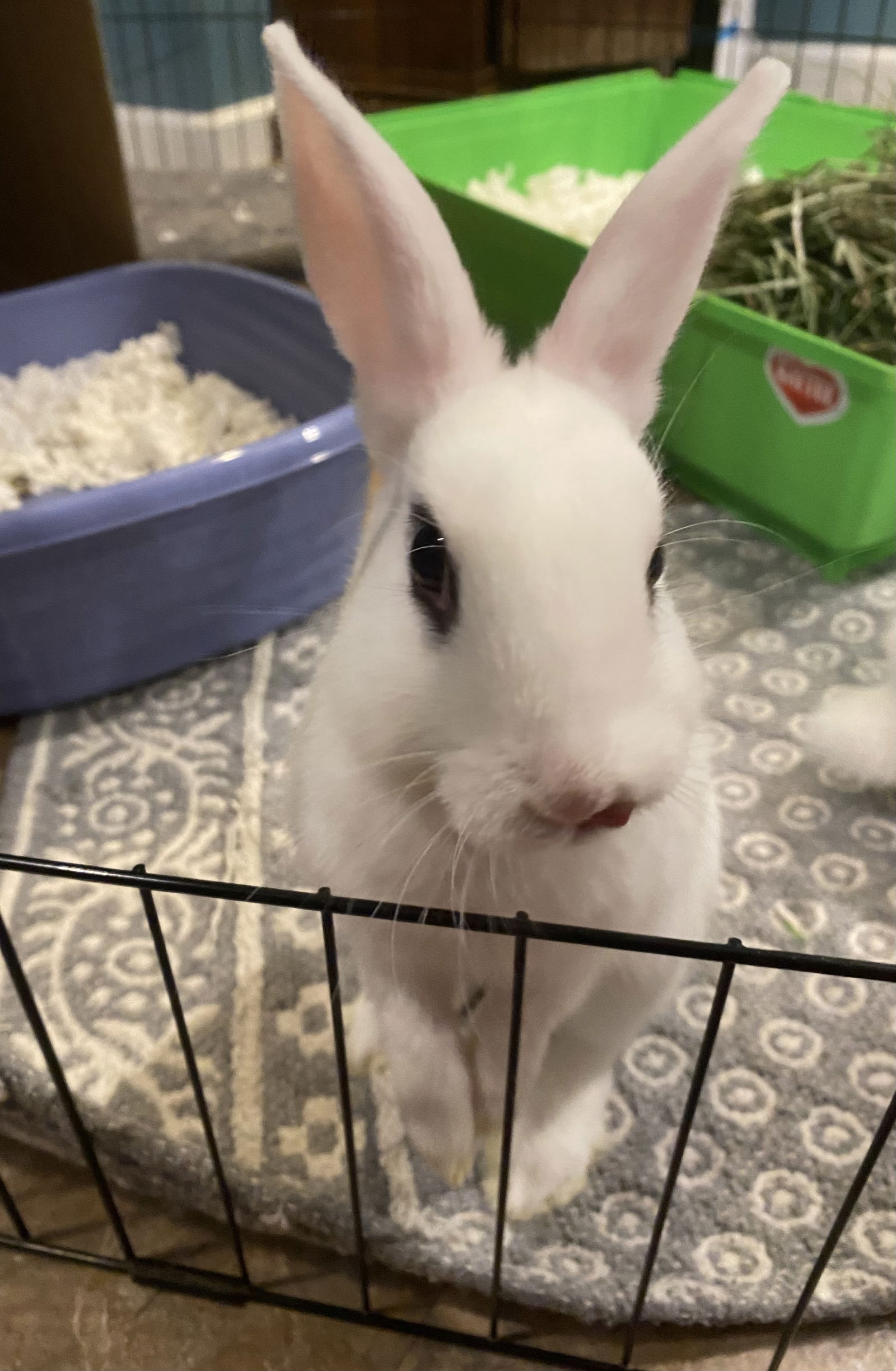 adoptable Rabbit in Rockaway, NJ named Luna's Saturn RABBIT KIT