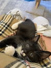 Lulu's Tommy KITTEN