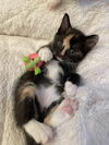 Lulu's Gracie KITTEN