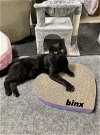 adoptable Cat in rockaway, NJ named Binx
