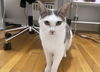 Sasha KITTEN RM