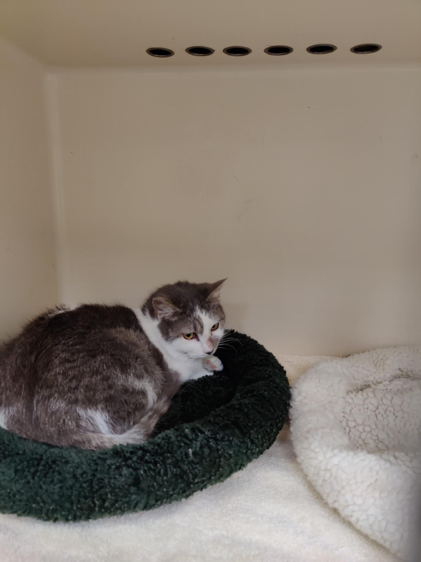 Cats for Adoption in Washington Heights, New York Alpha Paw