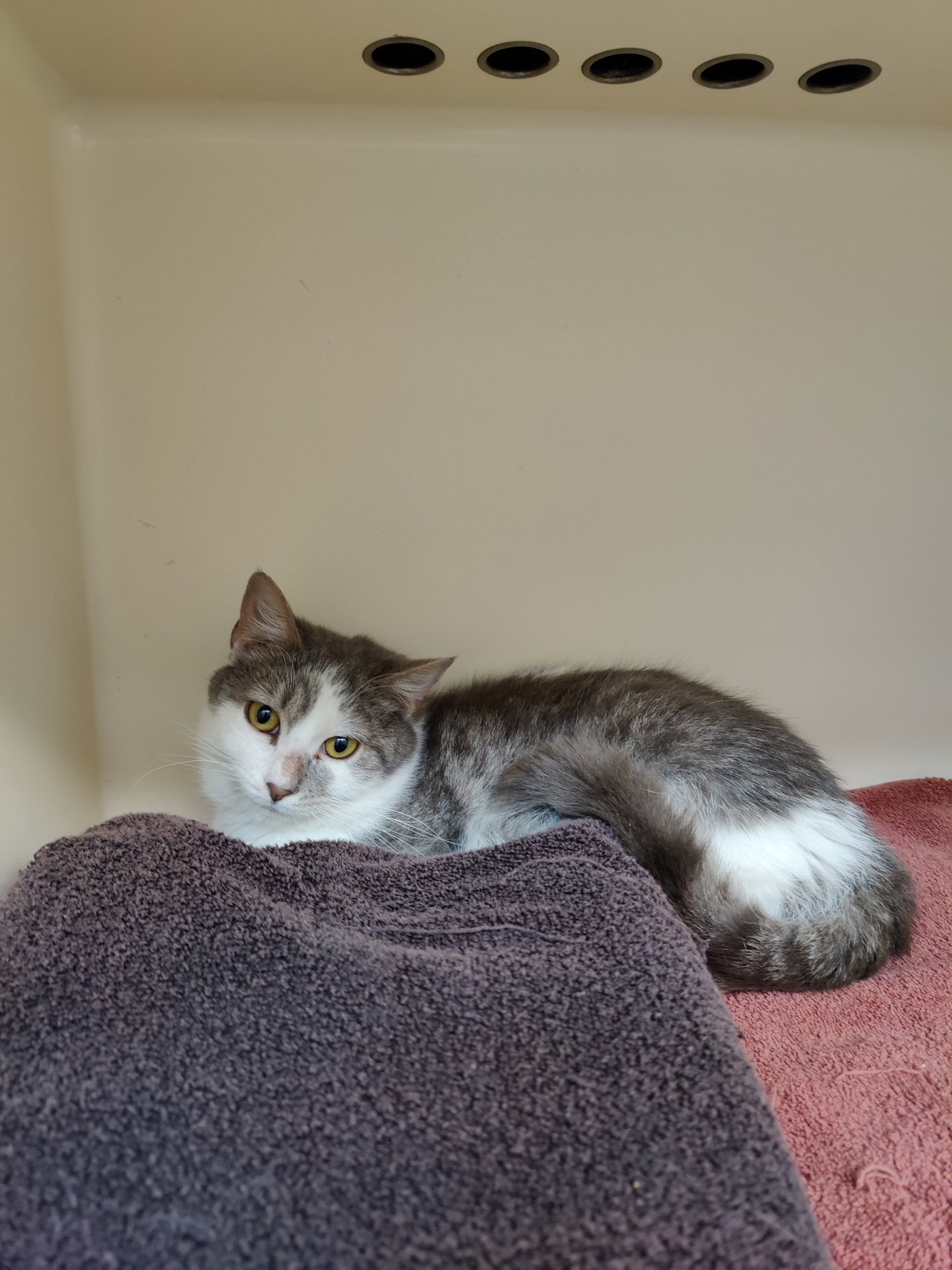 Cats for Adoption in Washington Heights, New York Alpha Paw