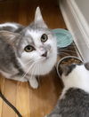 Breeze KITTEN RM